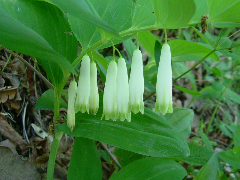 Polygonatum odoratum / Sigillo di Salomone comune